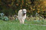 IRISH WOLFHOUND 044